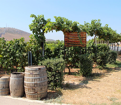 Koan vineyards